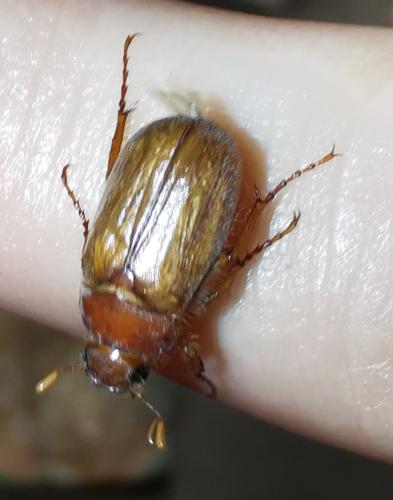 Amphimallon majale